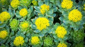 Rhodiola Rosea (100 mg)