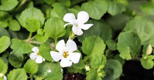 Bacopa Monnieri (200 mg)
